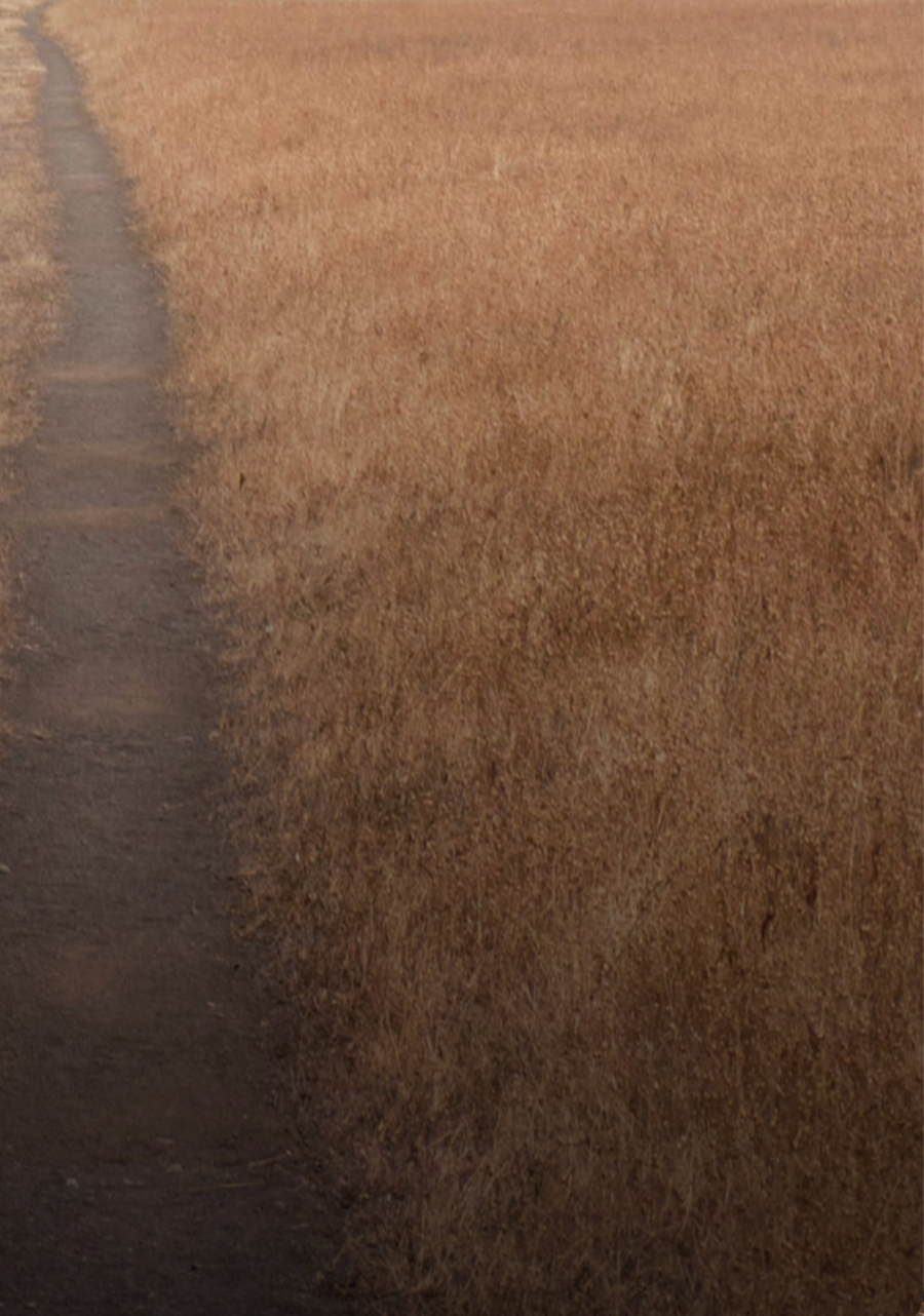 Camino path